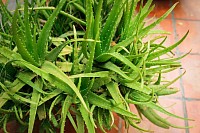 Aloe vera