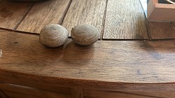 L’indispensable Bogi